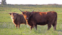 Dwie długowłose krowy na polanie